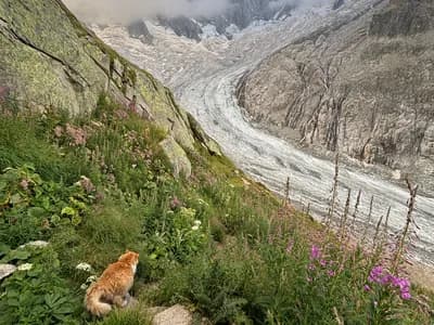Walker, teksaški rendžer